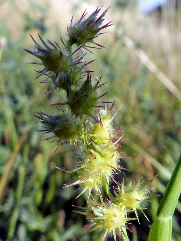 Cenchrus longispinus / Nappola delle spiagge